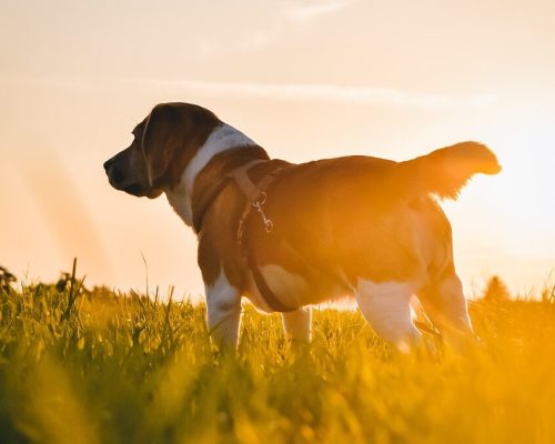 cane con luce del tramonto